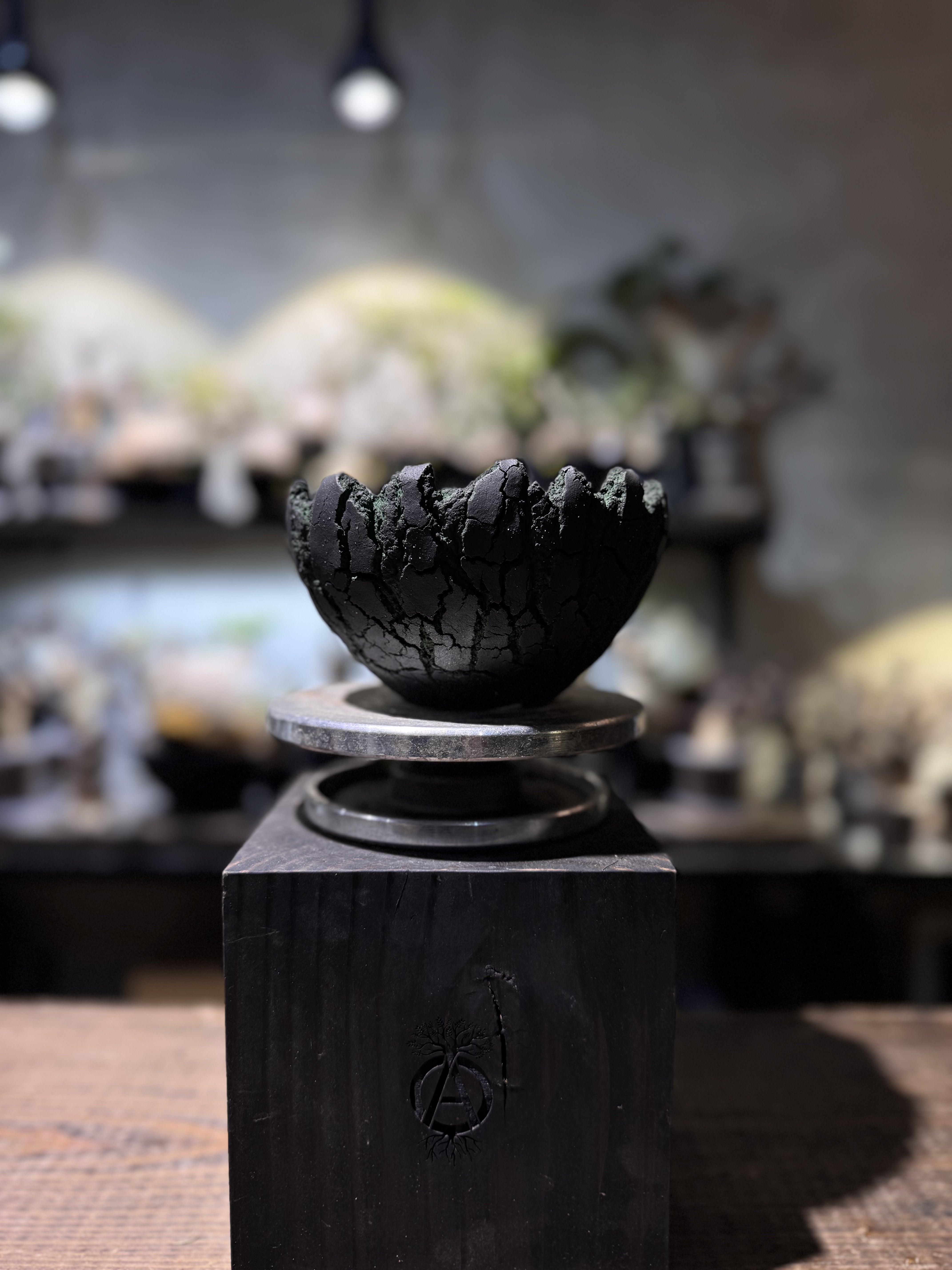 グラキリス 現地球 鶴仙園 関口貴仁 セキグチタカヒト Sekiguchi Takahito 関口貴仁- Natural S – GREENFLAGHK