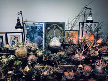 Load image into Gallery viewer, 珀譽 黑魂版 仿太陽光 50W 植物燈
